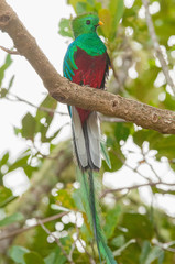 Resplendant Quetzal 