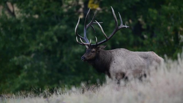 Bull Elk in the Rocky Mountains during the annual rut