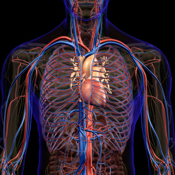 Male Internal Anatomy of Heart and Circulatory System on Black