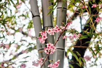 Cheery Blossom Blooming in Baehwa School in Busan, South Korea, Asia