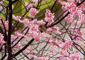 Cherry Blossom Blooming and Dongbaksae Camelia bird in Busan, South Korea, Asia