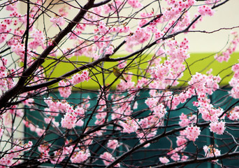 Cherry Blossom Blooming and Dongbaksae Camelia bird in Busan, South Korea, Asia