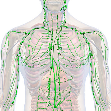 Lymphatic System Internal Anatomy in Male Chest on White
