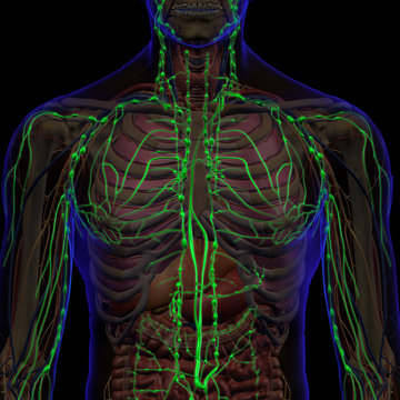 Lymphatic System Internal Anatomy in Male Chest on Black