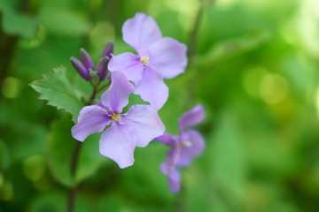 Obraz na płótnie Canvas オオアラセイトウの紫色の淡い花が咲く