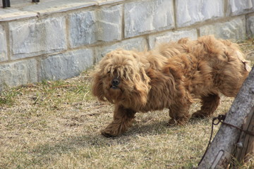 Fototapeta premium Abandoned teddy dog running on the lawn