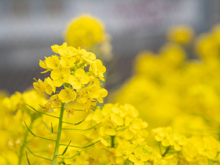 菜の花