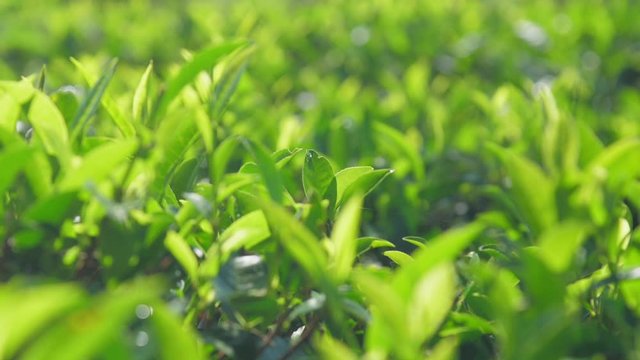 tender tea twigs with leaves grow on fresh field at sunlight extreme close slow motion. Concept environment tropical agriculture