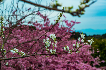 豊前のハナモモ