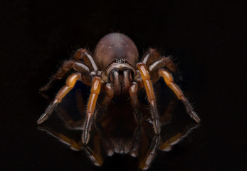 Close up trapdoor spider on black background.