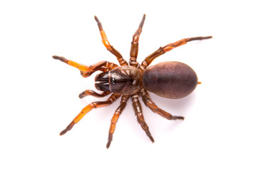 Close up Top view trapdoor spider on white background.