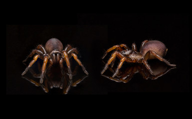 Close up trapdoor spider on black background.