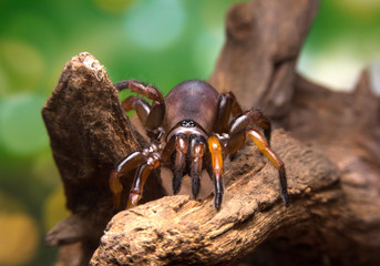 Close up trapdoor spider