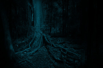 Dark Moody Tree forest scene