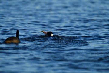 A Surf Scoter with Lunch in Bill