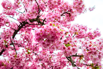 河津桜