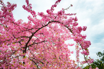 河津桜