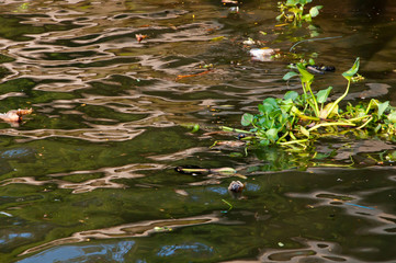 Water hyacinth and river garbage