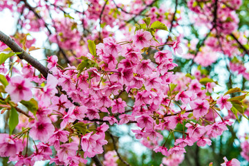 河津桜