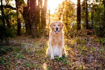 Golden retriever dog outside at sunset in the woods with beautiful golden light shining on it's fur 