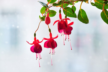 The beautiful chinese enkianthus.