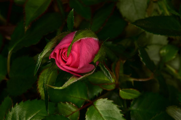 Pink rosebud on green background