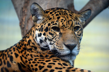 Jaguar is a cat, a feline in the Panthera genus only extant Panthera species native to the Americas. Jaguar is the third-largest feline after the tiger and lion, and the largest in the Americas. © Daniel Meunier