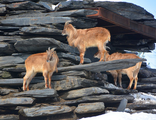 Tahrs are a species of large Asian artiodactyl ungulates related to the wild goat.