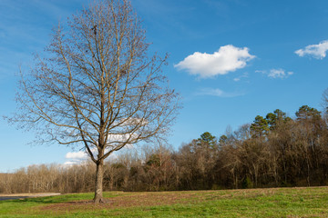 Obraz premium Spring in Tennessee tress and blue sky