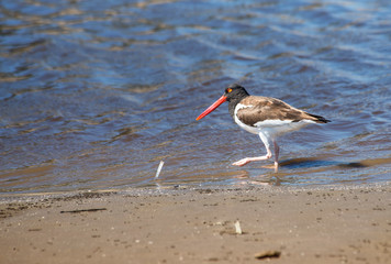 oystercatcher walking on the seashore  