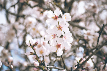 Almond Tree Blossoming
