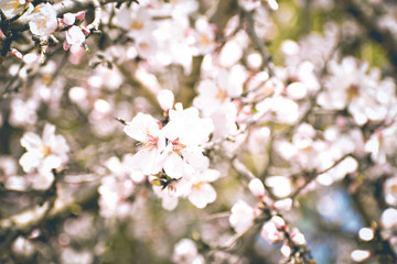 Almond Tree Blossoming