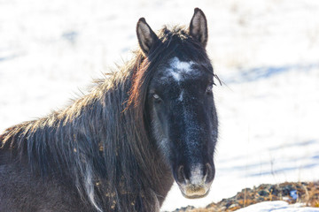 portrait of a cute wild horse with burdock in winter mane