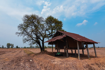 Fototapeta na wymiar Wooden cabins, trees leave leaves in arid fields Global warming is threatening Southeast Asia, Burma, Laos, Thailand, Cambodia.