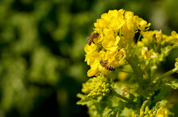 Bee and rape blossom collecting honey