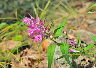 Flowers of cow-wheat (Melampyrum setaceum) 2
