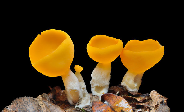 Edible mushrooms (Otidea onotica) 11