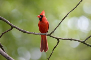 red cardinal on a branch © melissa