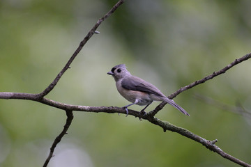 Obraz premium Tuffed titmouse bird on a branch