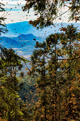 Santuario de la mariposa monarca