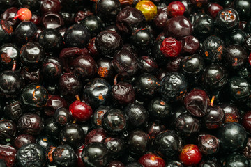 Dark blue small grapes or Vaccinium meridionale, agraz, close up.