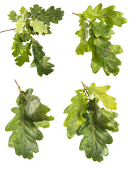 set of branches with oak leaves on an isolated white background, close-up. - 327982402