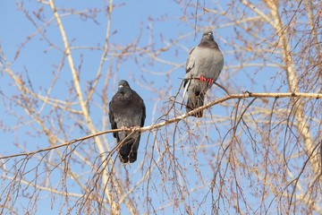 Two urban pigeons sit on a birch branch in the spring sun