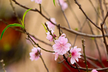Peach blossoms in early Spring
