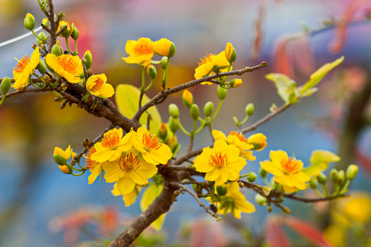 Ochna integerrima blossoms in early Spring