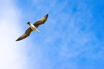 seagull in flight