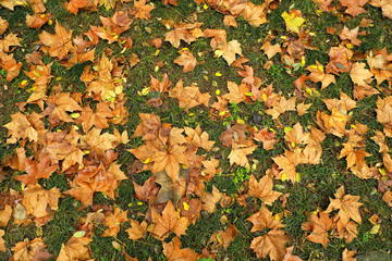 close up green grass landscape and fallen autumn leaves