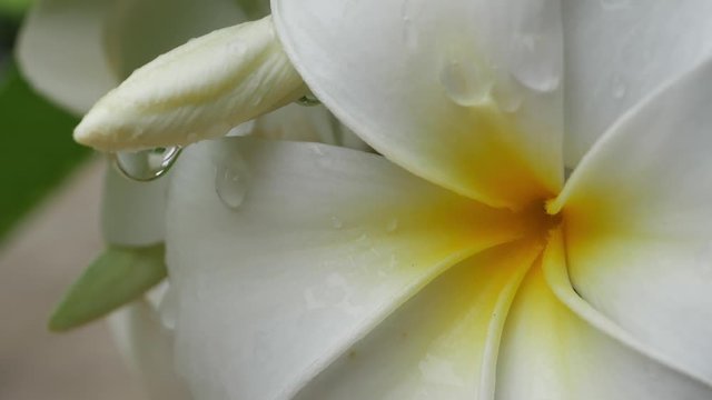 slow motion, white frangipani plumeria blossom flower in rainy day