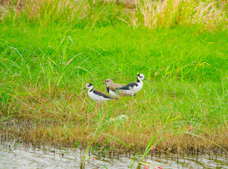 Tero y pajaros de agua