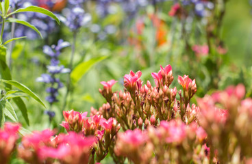 pink flowers in the garden